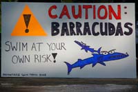 barracuda_0113