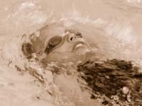 Barracudas01_0065